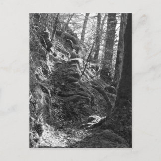 Carte Postale Moutons Herdwick, Cumbria