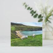 Carte Postale Moutons sur la colline (Debout devant)