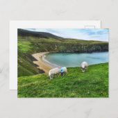 Carte Postale Moutons sur la colline (Devant / Derrière)