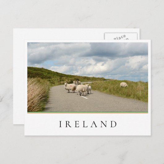 Carte Postale Moutons sur la route en Irlande (Devant / Derrière)