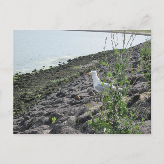 Carte Postale Möve (Devant)