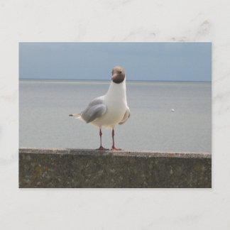 Carte Postale Möwe auf der Mauer an der Nordsee
