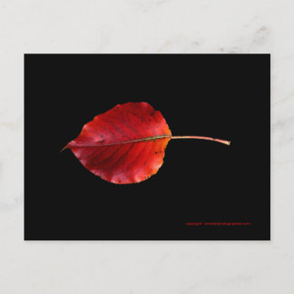 Carte Postale MP 0215B Leaf 2 WC Post Card