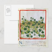Carte Postale Ms 3054 fol.20 Melons, de 'Tacuinum Sanitatis' (Devant / Derrière)