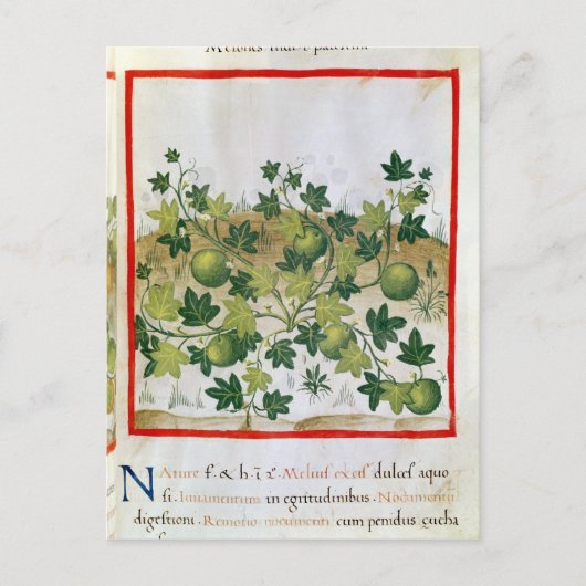 Carte Postale Ms 3054 fol.20 Melons, de 'Tacuinum Sanitatis' (Devant)