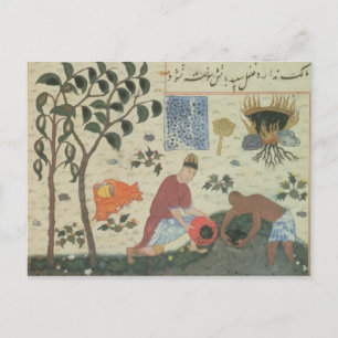 Carte Postale Ms Pers 332 Poivron et préparation du poivre