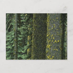 Carte Postale Mt. Ashland, Forêt nationale Rogue,