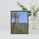 Carte postale Mt Charleston (Debout devant)