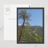 Carte postale Mt Charleston (Devant / Derrière)