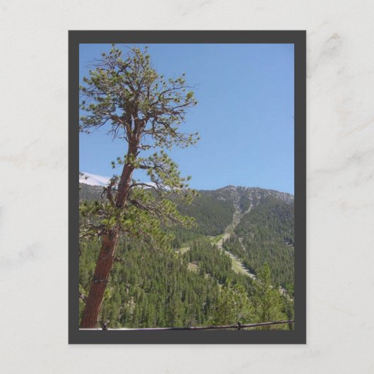 Carte postale Mt Charleston (Devant)