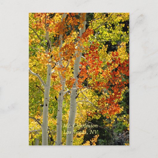 Carte Postale Mt. Charleston, Las Vegas, NV Aspens Postcard (Devant)