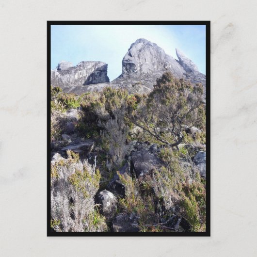 Carte Postale mt kinabalu plantes (Devant)