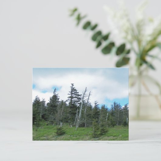 Carte Postale Mt. Mitchell (Debout devant)