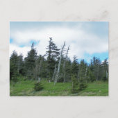 Carte Postale Mt. Mitchell (Devant)