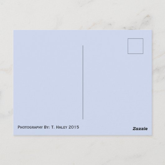 Carte postale Mt. Rainer Washington (Dos)