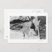 Carte Postale Mt Rainier, WA Nisqually Glacier Climbers (Devant / Derrière)