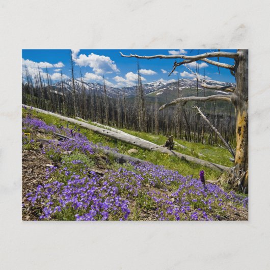 Carte Postale Mt. Washburn (Devant)