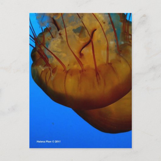 CARTE POSTALE MTV 1 (Devant)