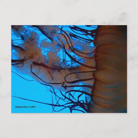 CARTE POSTALE MTV 2 (Devant)