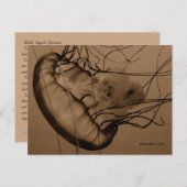 CARTE POSTALE MTV 3 (Devant / Derrière)