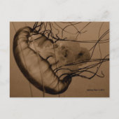 CARTE POSTALE MTV 3 (Devant)