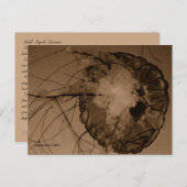 CARTE POSTALE MTV 4 (Devant / Derrière)