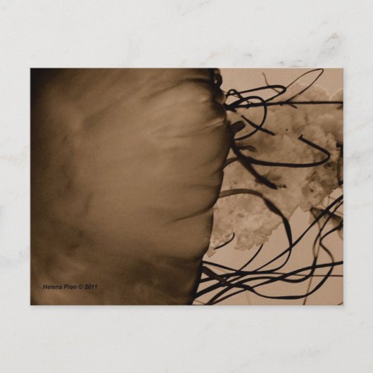 CARTE POSTALE MTV 5 (Devant)