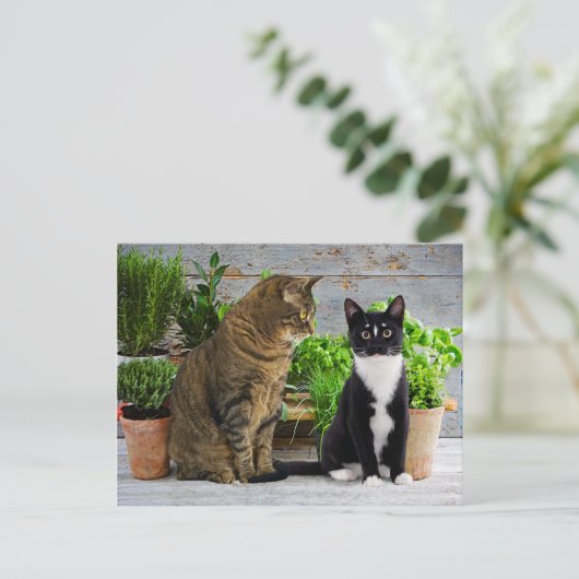 Carte postale "Muffin & Kells" (Debout devant)