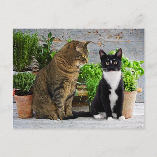 Carte postale "Muffin & Kells" (Devant)