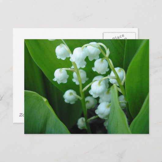 Carte Postale Muguet (Devant / Derrière)