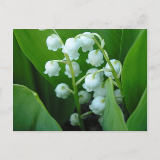 Carte Postale Muguet (Devant)