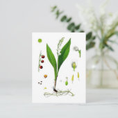Carte Postale Muguet de mai (Debout devant)