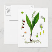 Carte Postale Muguet de mai (Devant / Derrière)