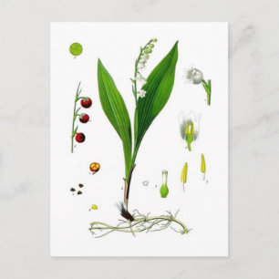 Carte Postale Muguet de mai