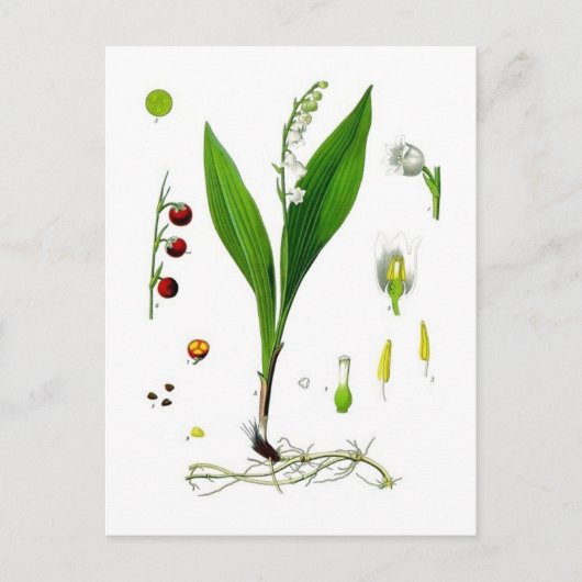 Carte Postale Muguet de mai (Devant)