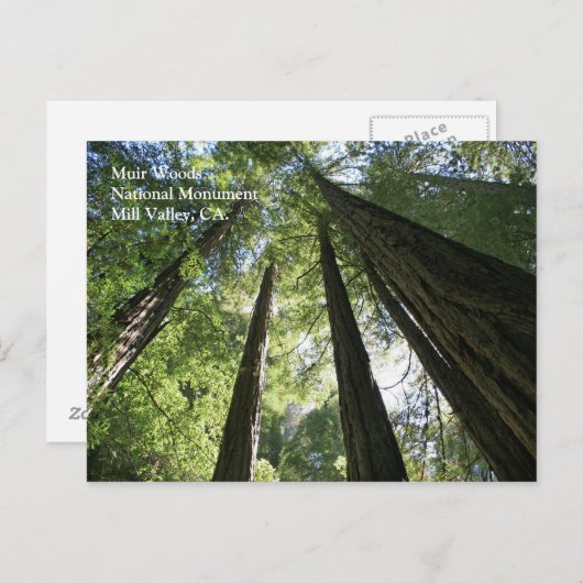 Carte postale Muir Woods (Devant / Derrière)