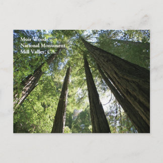 Carte postale Muir Woods