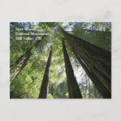 Carte postale Muir Woods (Devant)