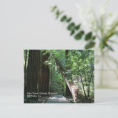 Carte postale Muir Woods (Debout devant)