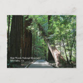 Carte postale Muir Woods (Devant)