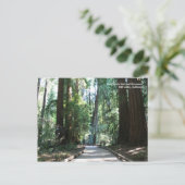 Carte postale Muir Woods (Debout devant)