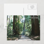 Carte postale Muir Woods (Devant / Derrière)
