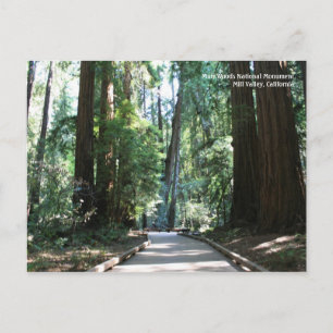 Carte postale Muir Woods