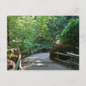 Carte postale Muir Woods (Devant)