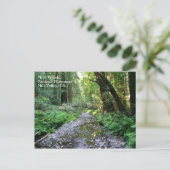 Carte postale Muir Woods (Debout devant)