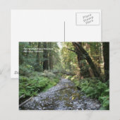 Carte postale Muir Woods (Devant / Derrière)