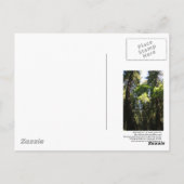 Carte postale Muir Woods (Dos)