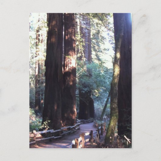 Carte Postale Muir Woods (Devant)