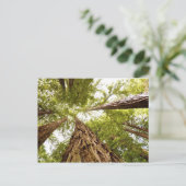 Carte Postale Muir Woods, CA (Debout devant)