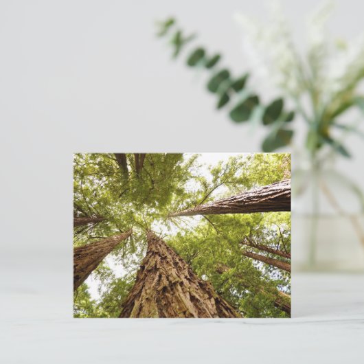 Carte Postale Muir Woods, CA (Debout devant)